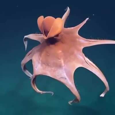 ? Octopus Stretches Out Its Arms To Form A Ball ?