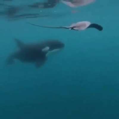 ? Just Orca's being a bully?
