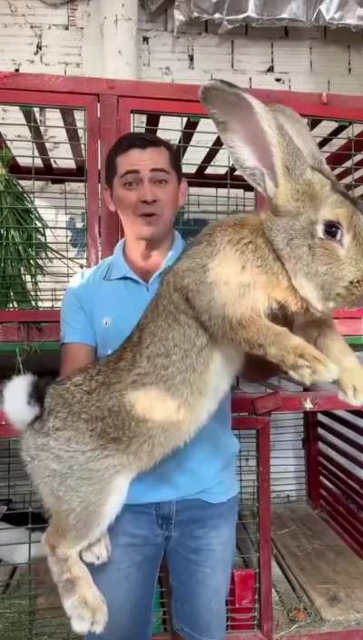 ? The male Flemish Giant rabbit can weigh up to 22 pounds (10 kg) and the female can get up to 20 pounds (9 kg). At most, they grow to be 2.5 feet long (70 cm)