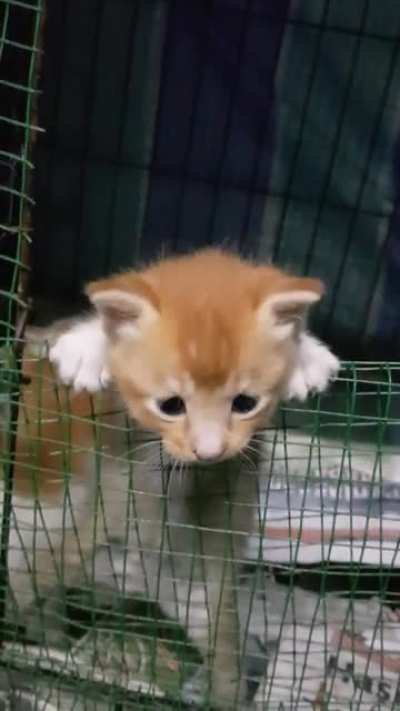 "Lemme out!!"