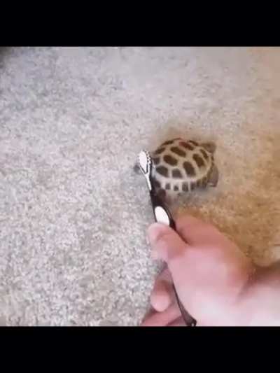e-turtle