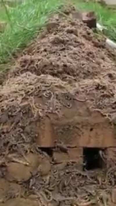 Scorpion nest is someone's backyard.