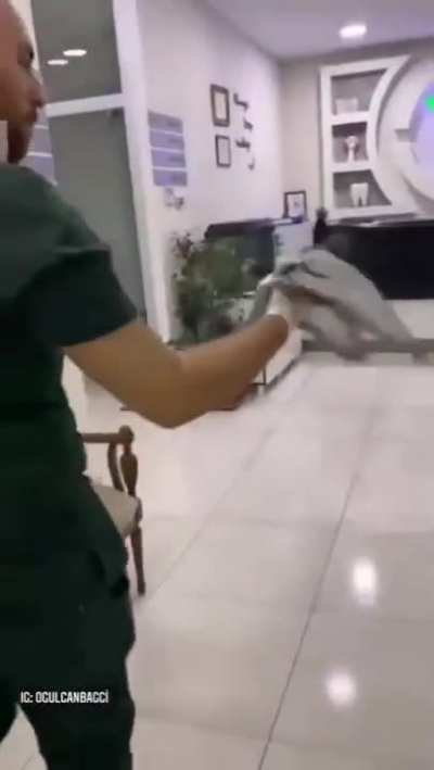 Good pigeon