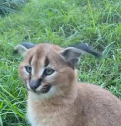 Caracal "ear dance"