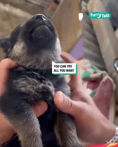 To make a puppy swallow deworming pills