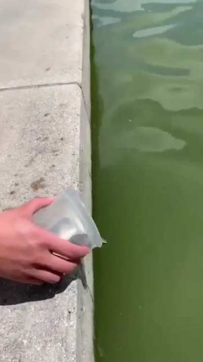 To live life as a free turtle
