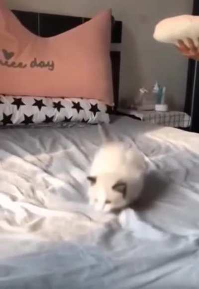 Kitty whipeout