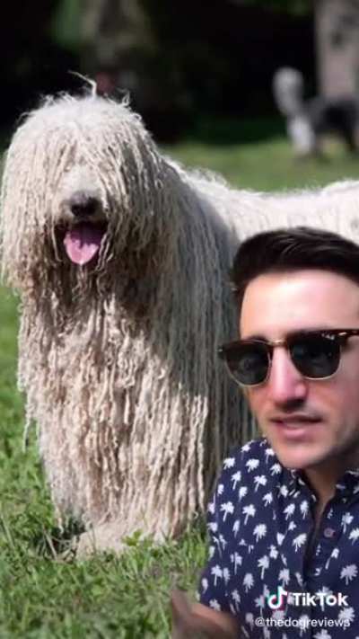 This guy reviews dog breeds and it’s hilarious