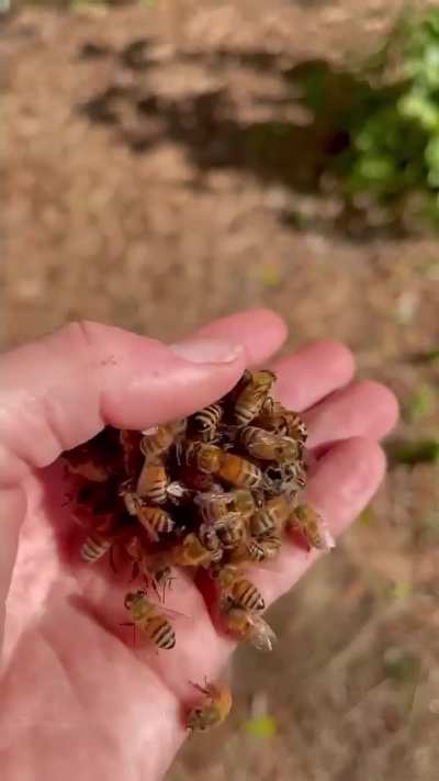 When a new queen becomes available, the workers kill the reigning queen by "balling" her, clustering tightly around her.