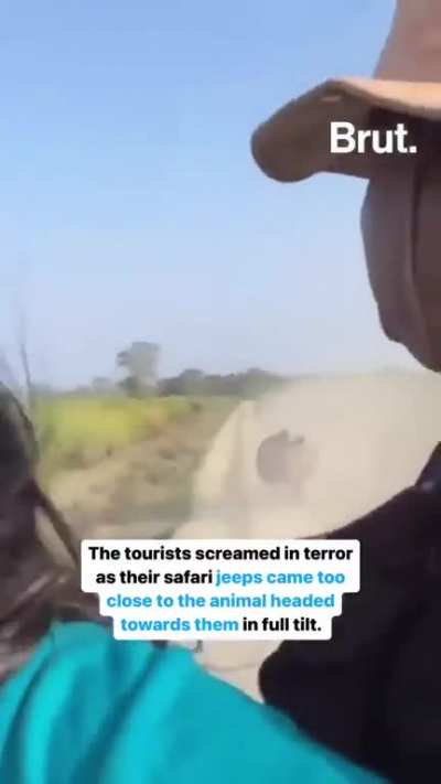 A rhino chased a group of tourists in Kaziranga National Park, Assam, India. This national park is famous for its one-horned rhinos.
