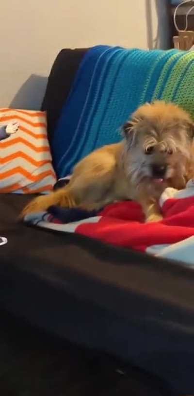 My dog has had enough of my shit ?