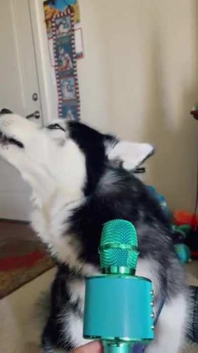 Auto tuned husky is a vibe ?