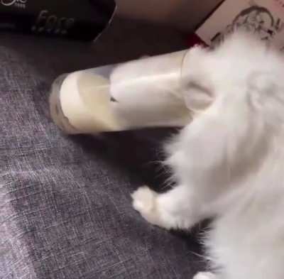 It’s a liquid kitty.