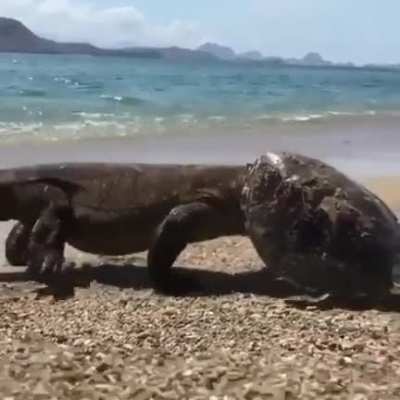? komdo dragon walks out of water with a turtle shell on it's head