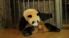 The baby cannon (how are pandas not extinct?)