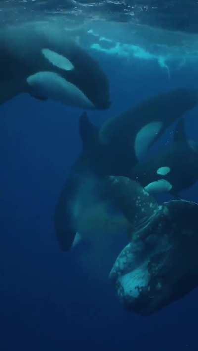 Orca headbutts Mola mola.