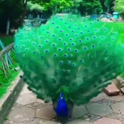 ? Peacock showing off it's feathers