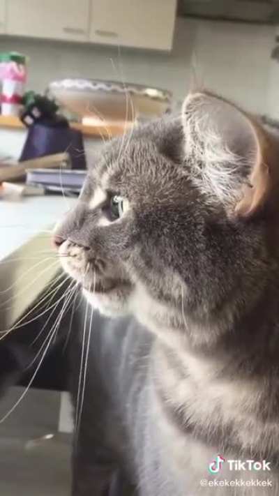 Meowrse code