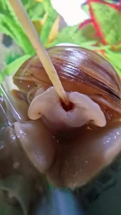 My snail eating spaghetti