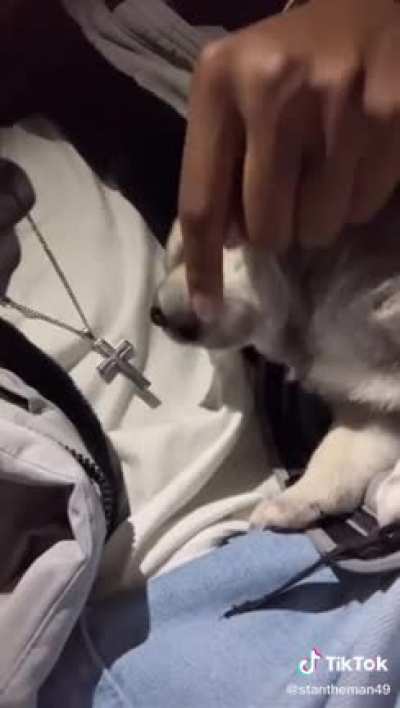 Man finds a puppy at Walmart. His reactions are so ??