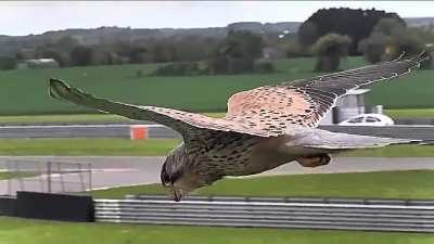 Eye On The Target: Falcon in Hunting Mode is Unaffected by Wind and Gravity