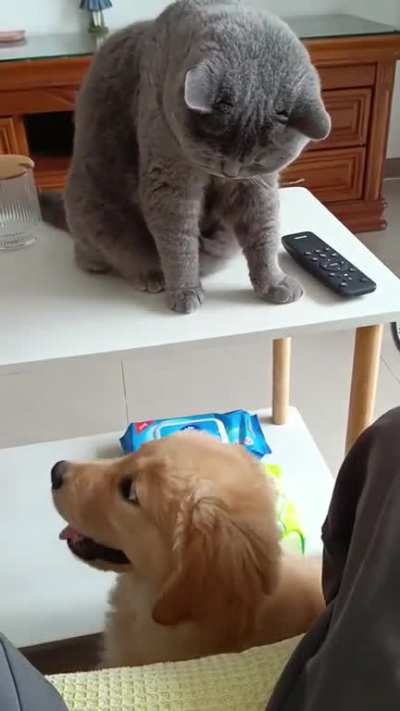 Chomp and slaps