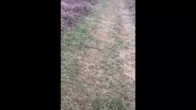 Doberman don’t play no shit!!
