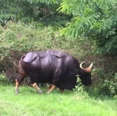 ? This is a Gaur, also known as an Indian bison