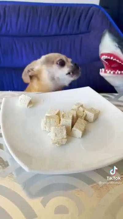 Doggo’s shark week in the kitchen