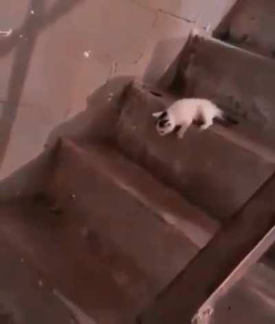 A little kitty going downstairs, what could go wrong?