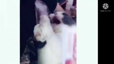 Cats love chocolate ?