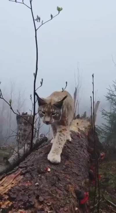 ? Wild lynx in the northern Harz mountains, Germany ??