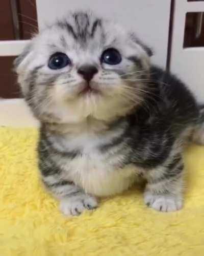 Cuteness Overload