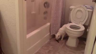 To use the toilet
