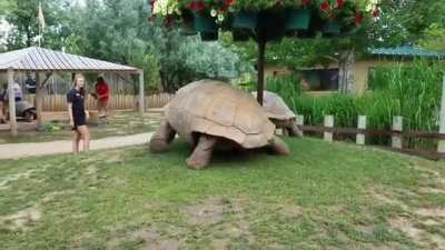 ? Two giant tortoises