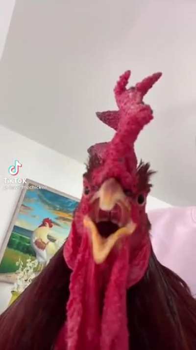 Senpai cock ?