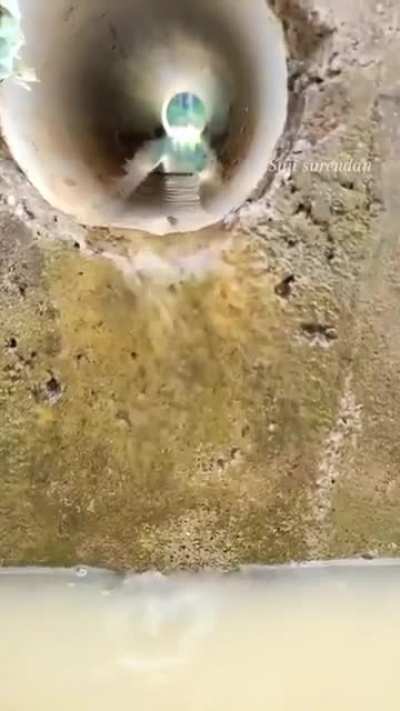 ? Tiny fish swimming up a wall and through a drainpipe