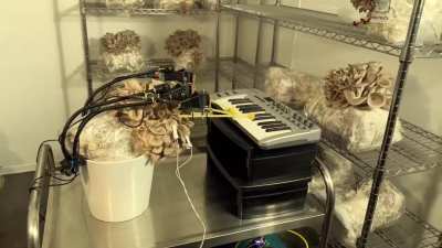 Engineers from the UK have "taught" mushrooms to play musical instruments Everything works due to special sensors that read electrical impulses in the caps, and then turn into commands for motors.