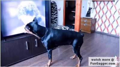 Doberman copying Micheal jackson's dance moves