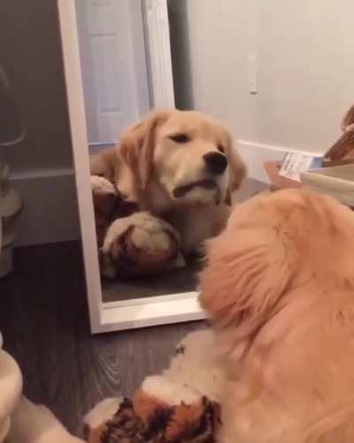 Adorable Derp