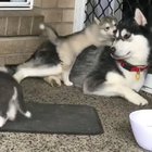 one clumsy husky