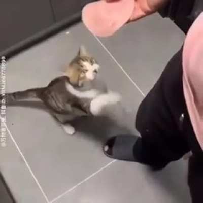 Good kitty