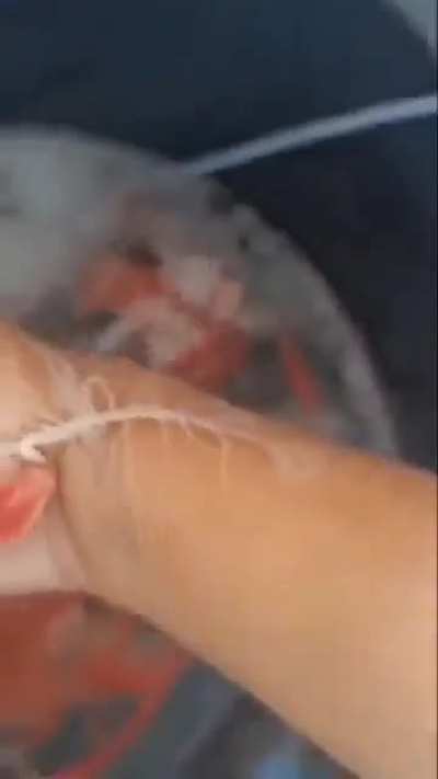 ? This is an ocean dwelling ribbon worm from the genus Gorgonorhynchus. What you can see being discharged is a sticky proboscis, this densely branching structure is a feeding appendage used in hunting.