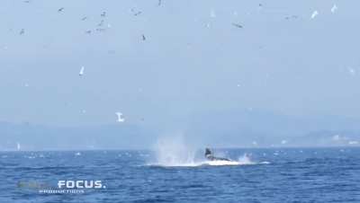 ? Transient Orca punts a seal 80 feet into the air.
