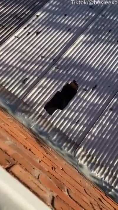 To jump on a "rooftop"