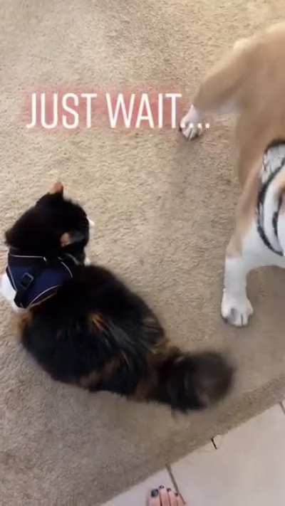 Cat explosion!