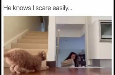 Sneaky doggo??