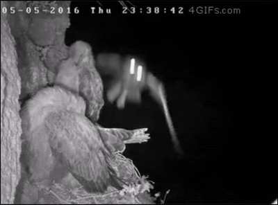 ? Owl snatches an eaglet