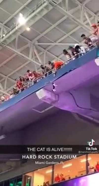 Cat hanging by a thread….