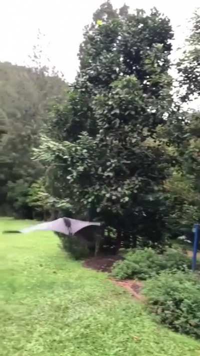 ? Large bat takes flight